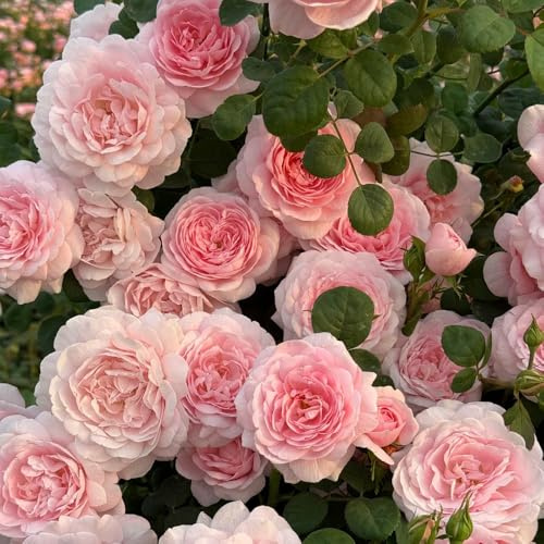 semillas de rosal resistente - Rosa chinensis - interior exóticas, raras 10pcs