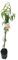 MELOCOTONERO Natural Árbol Frutal de Fácil Mantenimiento para Exteriores