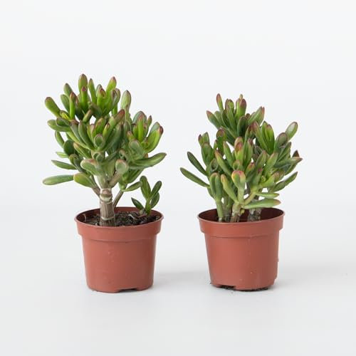 Plant in a Box - Plante de Jade - Lot de 2 - Crassula ovata 'Gollum' - Hauteur 15-25 cm - Pot 12 cm - Plante succulente - Verte