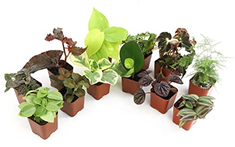 Altman Plants Live Houseplants (12PK), Indoor Plants for Delivery Prime, Live Plants and Gardening Gifts for Plant Lovers, Planters for Indoor Plants with Potting Soil, Live House Plants Indoors Live