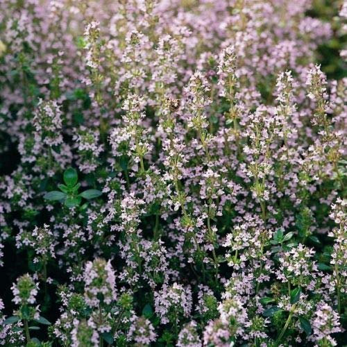 Risala Suffolk Herbs – Thym Common – 200 graines