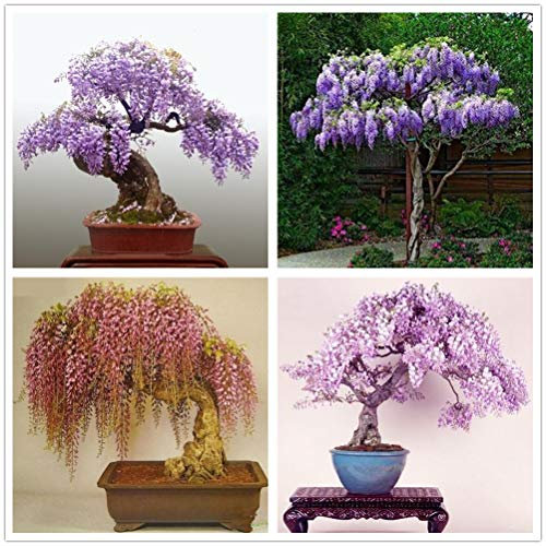 hua xian zi 30er Pack - Bonsai-Baum Chinesische Wisteria-Baum-Samen, beliebte blühende Bonsai, Wisteria sinensis