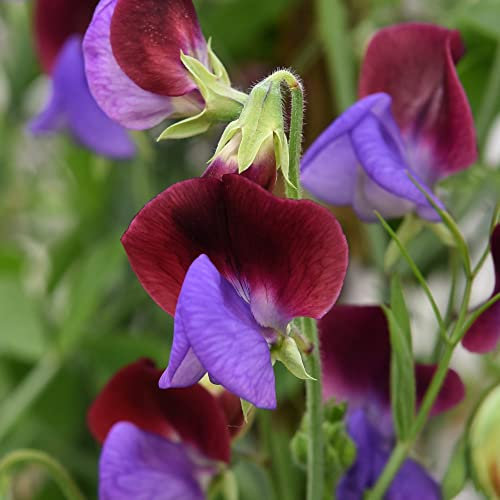 Grandiflora Sweet Pea Seeds 'Matucana' Heirloom Lathyrus odoratus Scented Bicolour Blooms Hardy Annual Easy to Grow Your Own Garden Flowers 1x Packet (Approx. 20 Seeds) by Thompson and Morgan