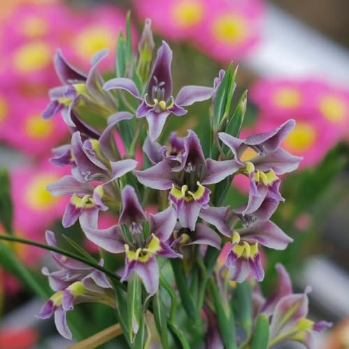 gladiolenzwiebeln winterhart mehrjährig - balkon kübelpflanzen steingartenpflanzen deko 15pcs