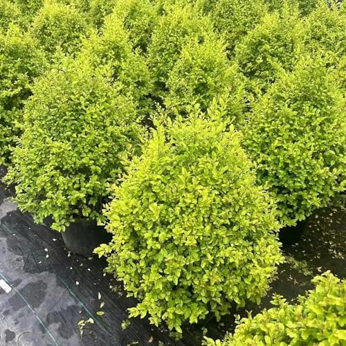 seto de aligustre de jardín jardín del balcón bonsái balcón, perennes resistentes semillas trepadoras resistentes al invierno 100pcs