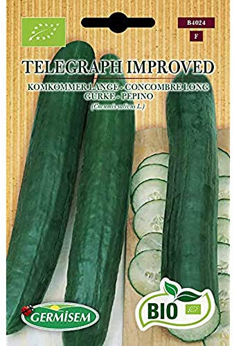 Germisem Bio Graines Concombre long TELEGRAPH IMPROVED