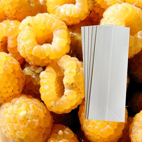 Anne Yellow Raspberry Plants - Raspberry Supports Included! - Bare Root Raspberry Plants from Hand Picked Nursery (1)