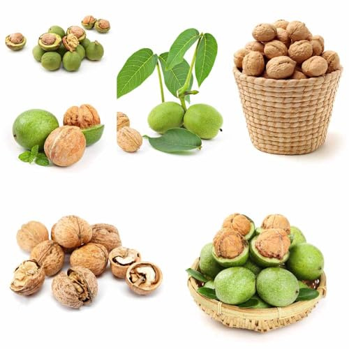 walnussbaum - winterharte kübelpflanzen pflanzensamen bonsai topf winterfeste für balkon kräutersamen walnusskerne bio nüsse büropflanzen walnüsse 12samen