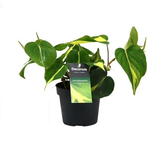 Poto Philodendron Brasil Natural Planta Colgante que Enamora
