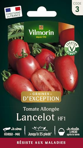 Tomate Lancelot HF1 - Graines d'Exception