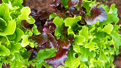 Saatband Salat Schnittsalat Samen Mischung Salat Gemüse Saatgut Garten Balkon Hochbeet Salatsamen 5 m Saatband AlexLand