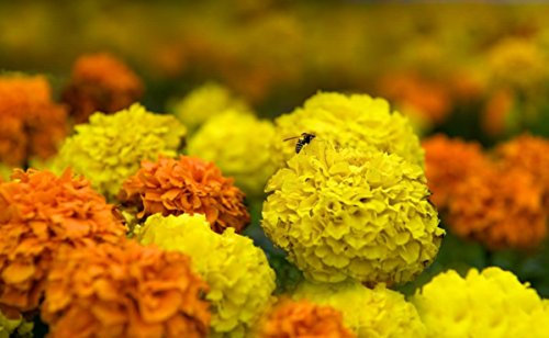 Calendula messicana - selezione di varietà - 150 semi