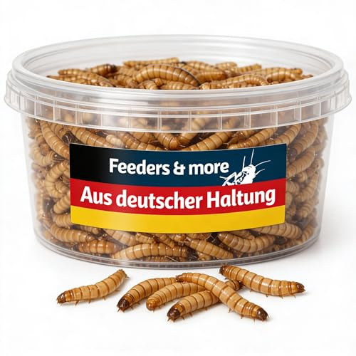 Feeders & more | 500g | Mehlwürmer lebend | hochwertige Futterinsekten | proteinreich & aktiv | ideal für Reptilien, Vögel, Fische & Terrarientiere