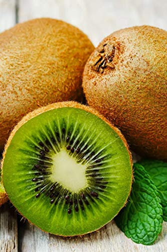 pianta di Kiwi albero di Kiwi varietà Jenny Autofertile in vaso Età 2 anni pianta vera di Kiwi venduta da eGarden.store