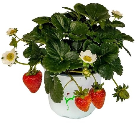 Planta de Fragaria Ananassa Natural Perfecta para Cultivar Fresas Gourmet en Casa