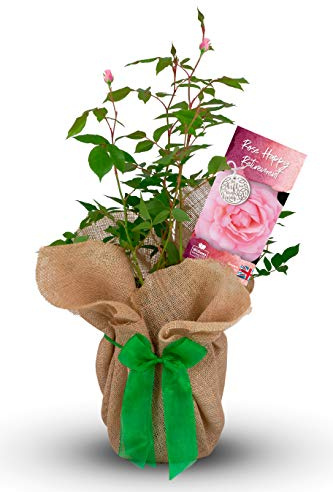 Carbeth Plants Happy Retirement Rose Gift Wrapped in 3L Pot - Pink Hybrid Tea Celebration Plant - Living Outdoor Gift for Retirement Gifting