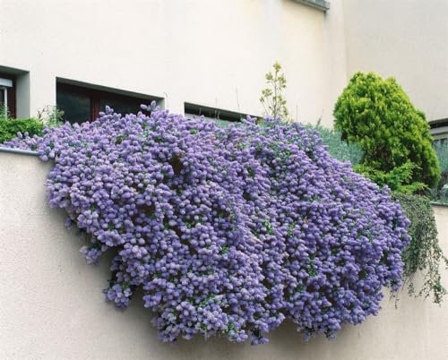 Ceanothus 'Cascade' 175–200 cm – Winterhart, Mehrjährig, Pflegeleicht – Kalifornischer Flieder – Heckenpflanze für Garten & Sichtschutz