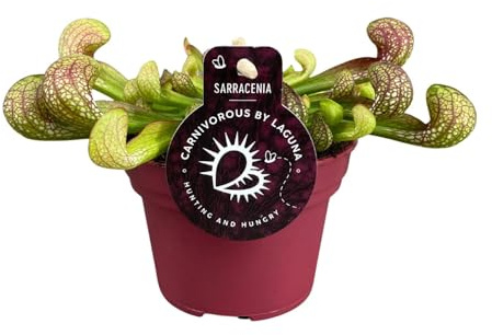 Sarracenia psittacina - 13cm - Ø12cm - Plante d'intérieur - Vert persistant