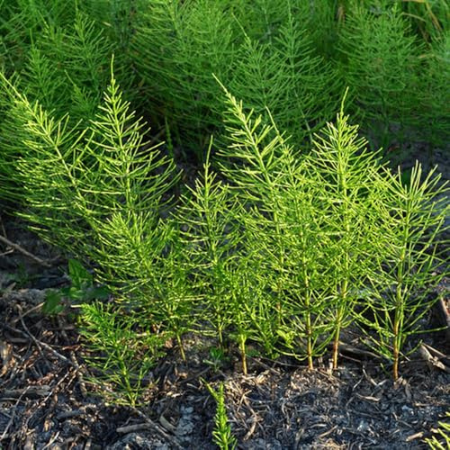 semillas de cola de caballo de invierno, decoraciones jardín para exteriores cobertura del suelo, perenne resistente exóticas 25pcs