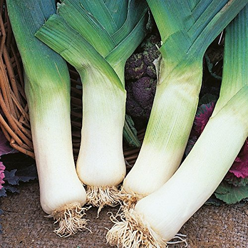 Kings Seeds - Porro gigante invernale - 500 semi