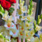 Impresionantes bulbos de gladiolo a granel, perennes, plantación profesional para impresionantes exhibiciones de jardín, 5 bombillas, C