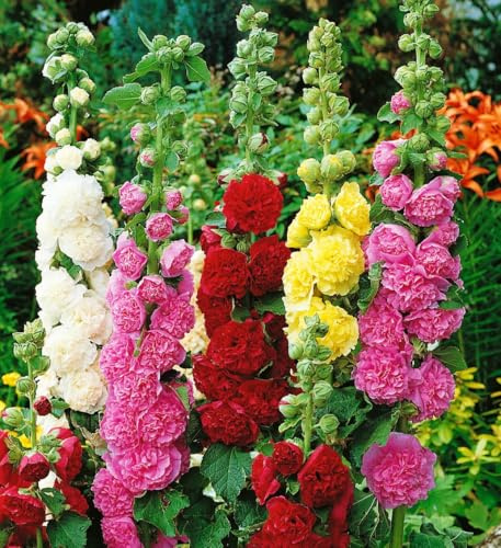 120+ Hollyhock Seeds Carnival Mix Giant Mallow Double Hollyhock Flowers Perennial Outdoor Home Garden Flower (Mix Color)