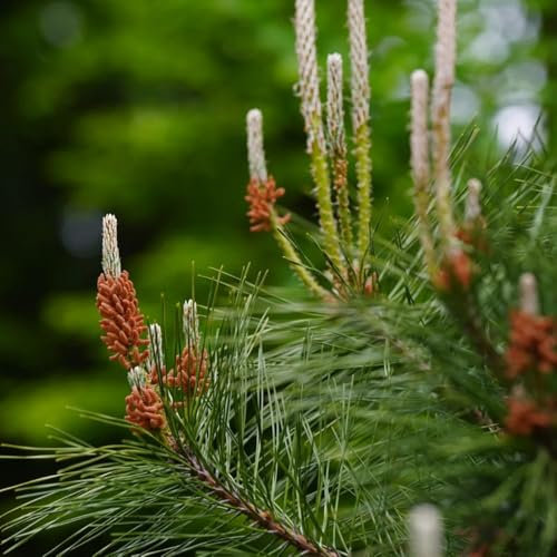 60 pcs Schwarzkiefer Baum Samen - Pinus thunbergii, topf pflanze gartenpflanzen winterhart mehrjährig immergrüne pflanzen winterhart pflanztöpfe zimmerbonsai bonsai pflanzen für sonnige