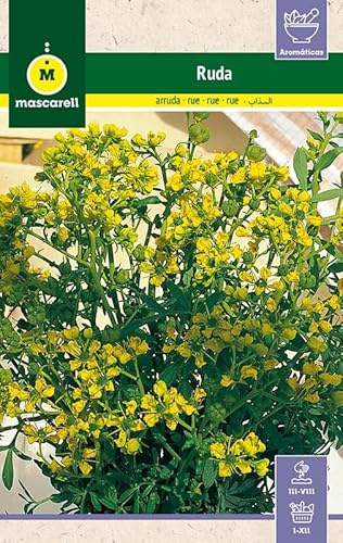 Mascarell Semillas, RUDA, Semillas de Hierbas Aromáticas para Plantar, Crea tu Propio Huerto en Casa, 0,3 Gramos