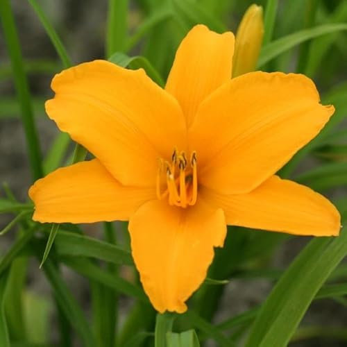 6x Lis d’un jour 'Aten' – Hemerocallis 'Aten' – Godet 9x9cm | Fleurs jaunes dorées, très florifère