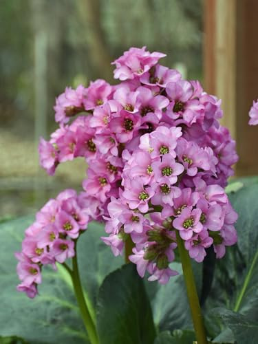 Perennial Farm Marketplace Bergenia cordifolia ‘Miss Piggy’ (Pigsqueak) Perennial, Size-#1 Container, Bright Pink Spring Flowers with Evergreen Foliage