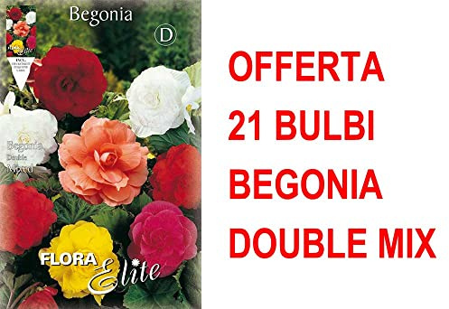 OFFERTA 21 BULBI PRIMAVERILI DI BEGONIA DOUBLE MIX BULBS FIORI