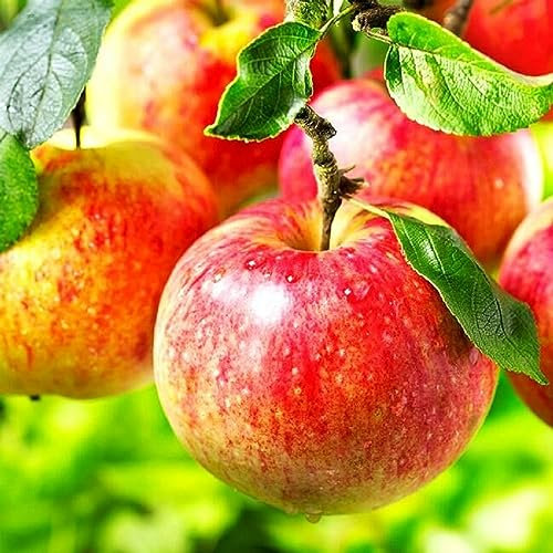 Apfelbaum Bashkirskaja Krasaviza, veredelte Apfelbaum ca. 180 cm. Яблоня Башкирская красавица.