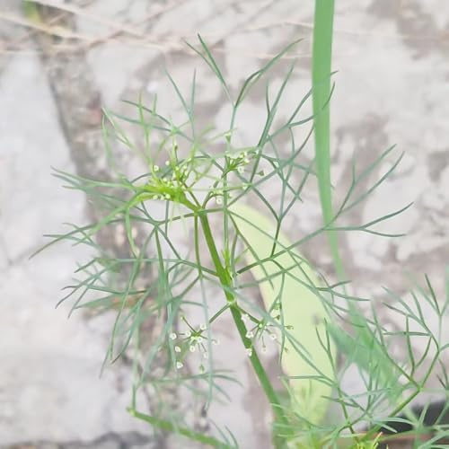cerfoglio invernali, aromatiche cerfoglio aromatiche invernali per giardino di da interno Semi di, resistenti in vaso esotiche da balcone 250semi
