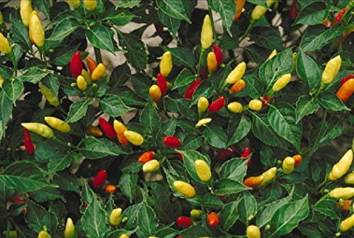 Viridis Hortus - 7 x Hot Tabasco Chili Pepper Seeds - Vegetable/Fruit Seeds - 100% Heirloom/Non-Hybrid/Non-GMO