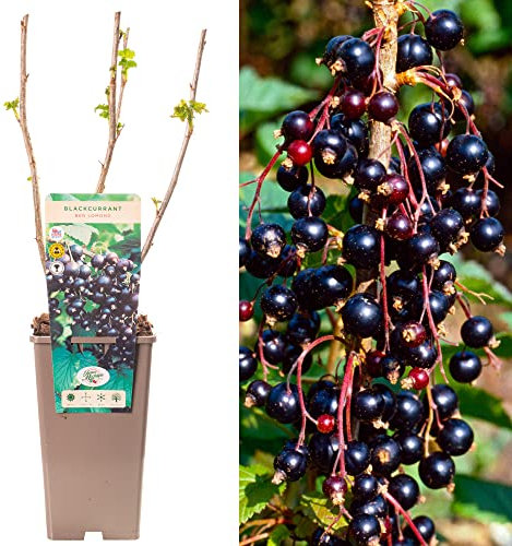 Blackcurrant Ribes Ben Lomond | Deciduous Fruit Plant Shrub | 30-50cm Potted