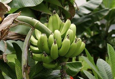 Genipap 100 semillas de plátano de plátano.