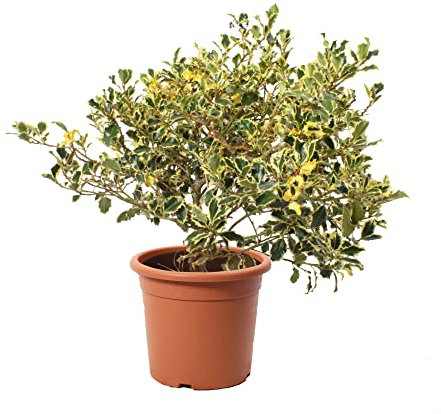KENTIS - Pianta di Agrifoglio - Ilex Aquifolium Argenteomarginata - Piante Vere da Esterno Resistenti Decorative da Giardino - Vaso Ø 24 cm