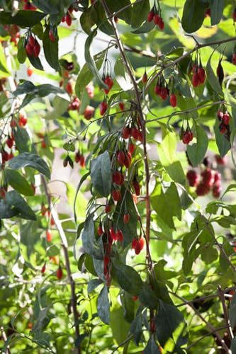Lycium barbarum 'No.1 Lifeberry' 40-60 cm - Gojibeere, rote Beeren, Erntezeit August-Oktober, ideal für Hecken, vitaminreich, pflegeleicht