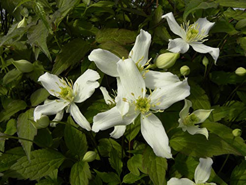 Clématite montana Wilsonii