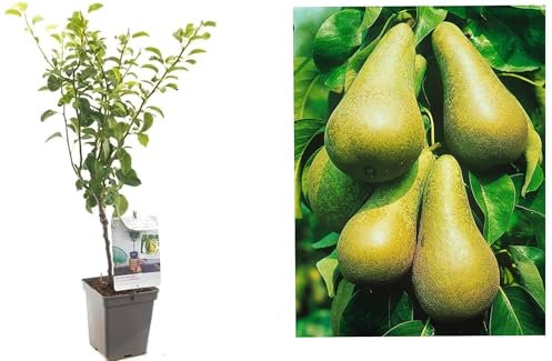 Conference Pear Tree - Pyrus Potted Tree 4-5ft Tall in 18cm Pot - Self-Fertile pear varietiy - Winter Hardy Fruiting Tree