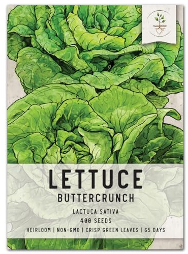 Seed Needs, Buttercrunch Lettuce Seeds - 400 Heirloom Seeds for Planting Lactuca Sativa - Non-GMO & Untreated to Grow an Outdoor Vegetable Garden (1 Pack)