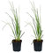 Bloomique | XL Cortaderia 'Mini Pampas' - Zwerg-Pampasgras im 2er-Set - Außenpflanze im Züchtertopf ⌀17 cm - Höhe 25 cm