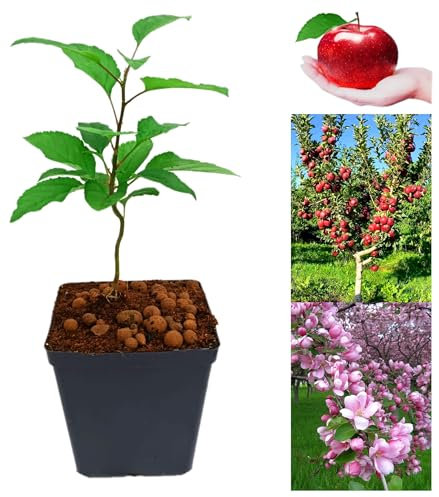 Natural Garden Fruit Apple Tree -Natural Garden Fruit Outdoor Plant, Fruit Tree