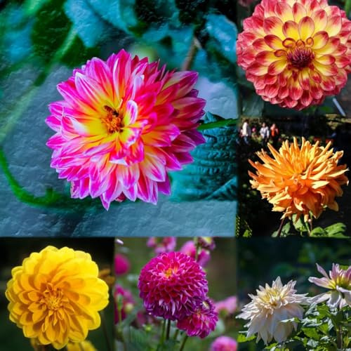 bulbos de dalia son resistentes perennes resistentes, invierno perennes, bulbos temprana 9pcs