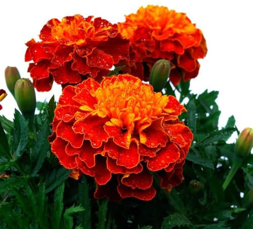 Semillas de Tagetes - semillas de silvestres decorativas perennes resistentes jardín resistentes para el jardín balcón interior verano 100pcs