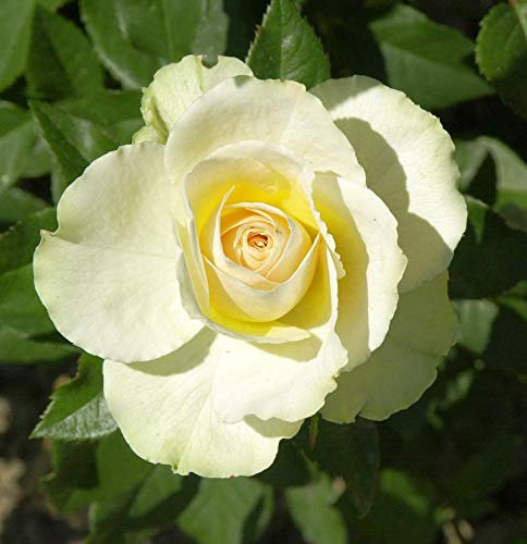 Kletterrose Vanilla 30-60cm