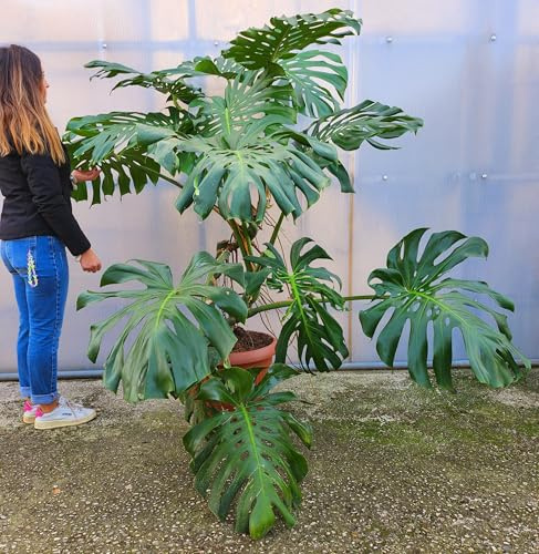 PHYLODENDRON PERTUSUM, MONSTERA DELICIOSA, ESEMPLARE UNICO, pianta vera