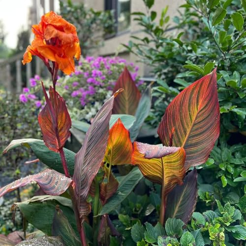 Bulbos de canna, raras Canna indica, de balcón bulbos de resistentes para el jardín invernaderos de balcón regalos para jardineros cubierta 9pcs
