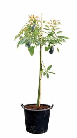 Planta de Aguacate - Árbol Natural - Persea Americana - Árbol Aguacatero