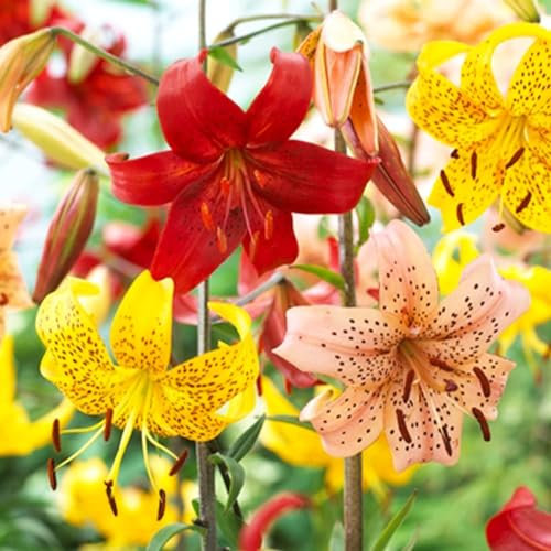 Tiger Lilien Zwiebeln Kollektion, Packung mit 15 Zwiebeln in 5 Sorten und Farben, Winterharte Lilienzwiebeln Mischung aus Holland zum Garten-Pflanzen (große Knollen, kein Samen, nicht künstlich)